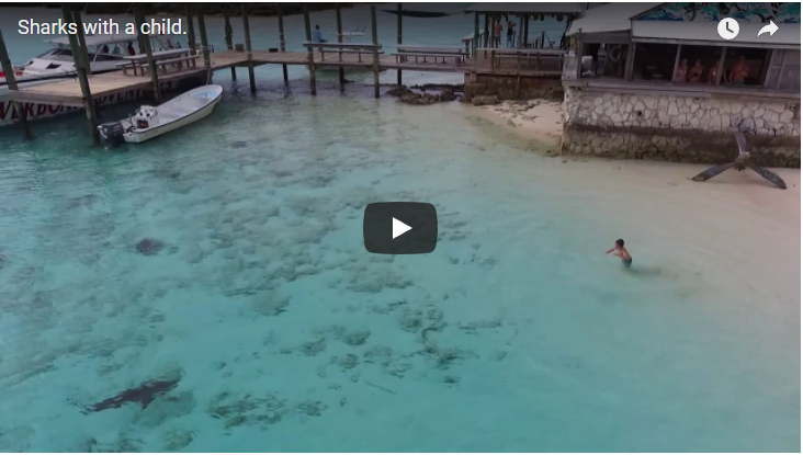 Ребёнку на Багамах чудом удалось спастись от четырёх акул (видео)
