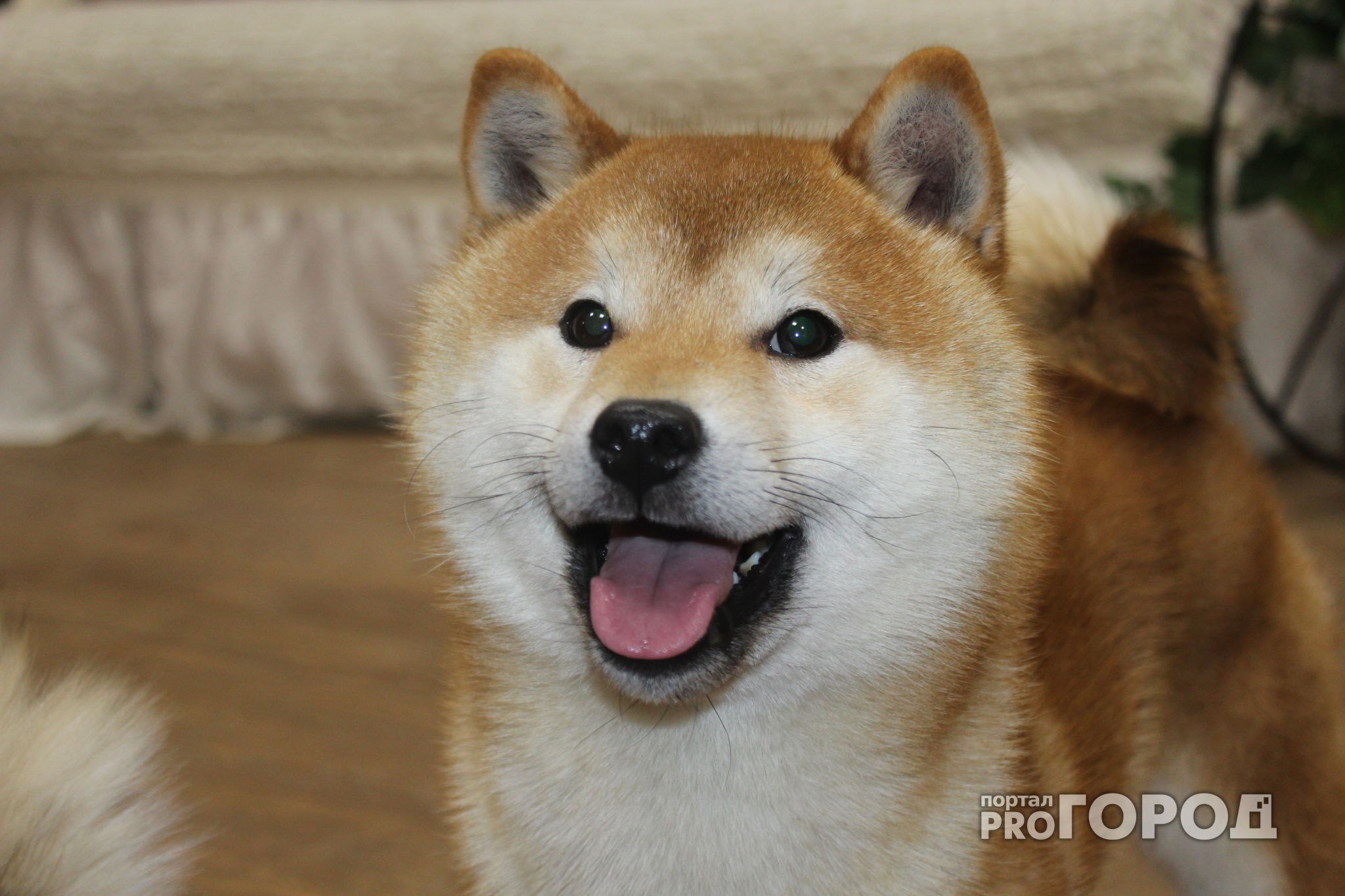 Год желтой собаки: каково жить в Сыктывкаре с самой популярной породой в  Интернете