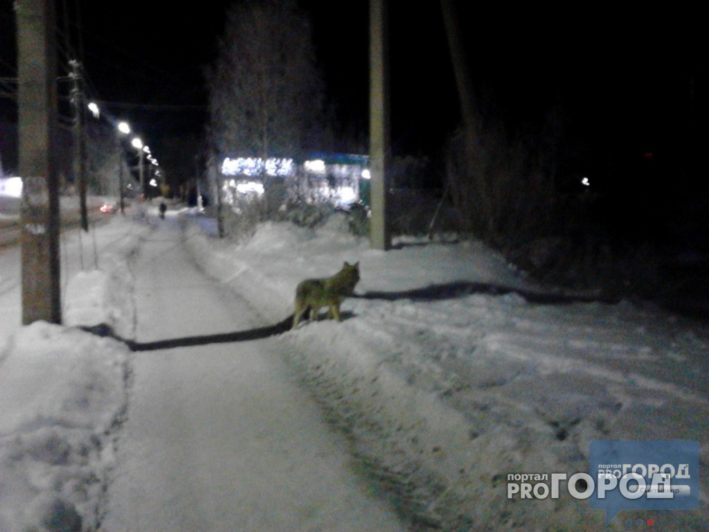Жителям поселков Республики Коми спастись от волков мешает закон