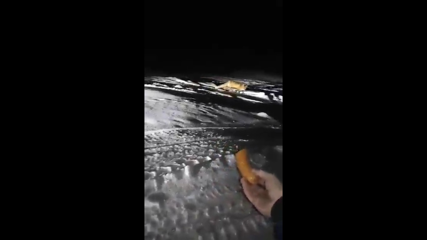 Житель Коми снял на видео, как кормит дикую лису сосисками