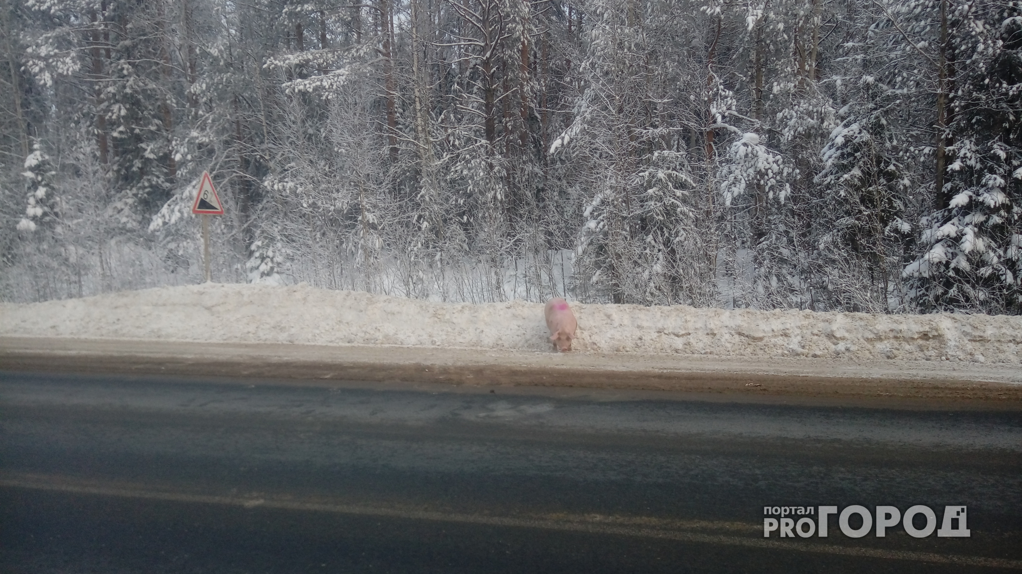 На трассе под Сыктывкаром замерзают выпавшие из фургона поросята (фото)