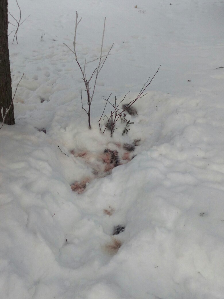 В Коми у школы стая волков жестоко растерзала друга местных жителей (фото)