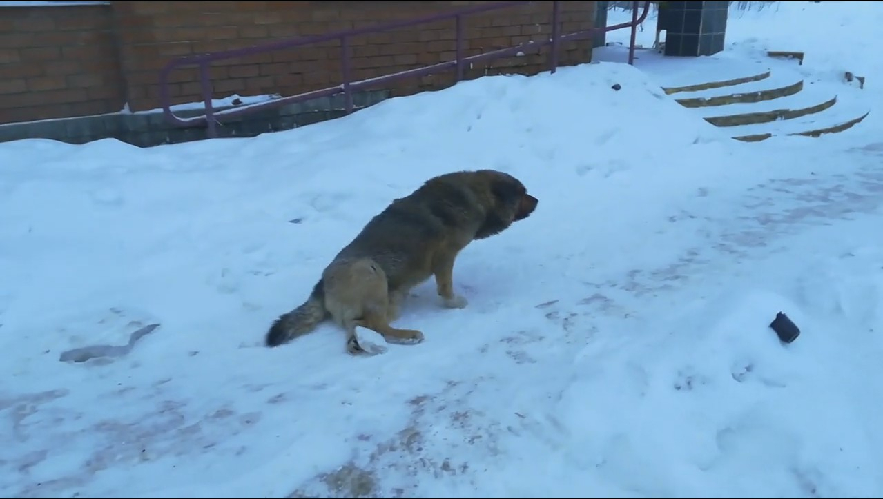 В Сыктывкаре собака, которую сбила машина, беспомощно ползает по обочинам (видео)
