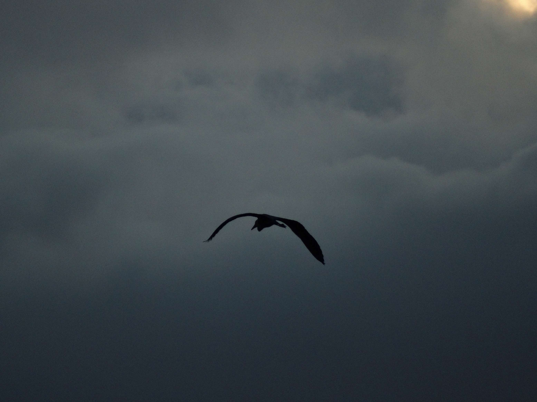 Погода в Сыктывкаре 30 января: облачно, но осадков - кот наплакал