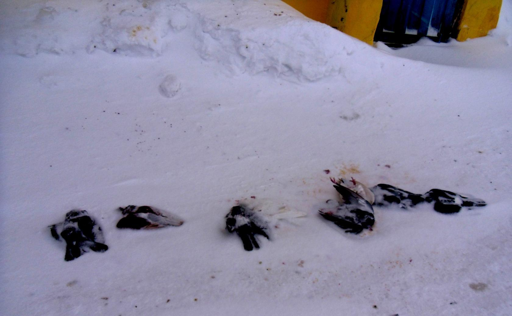 Жители Коми практикуются в стрельбе по живым мишеням