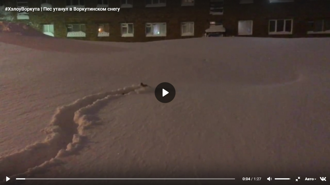 В Коми навалило столько снега, что животные «плавают» в сугробах (видео)