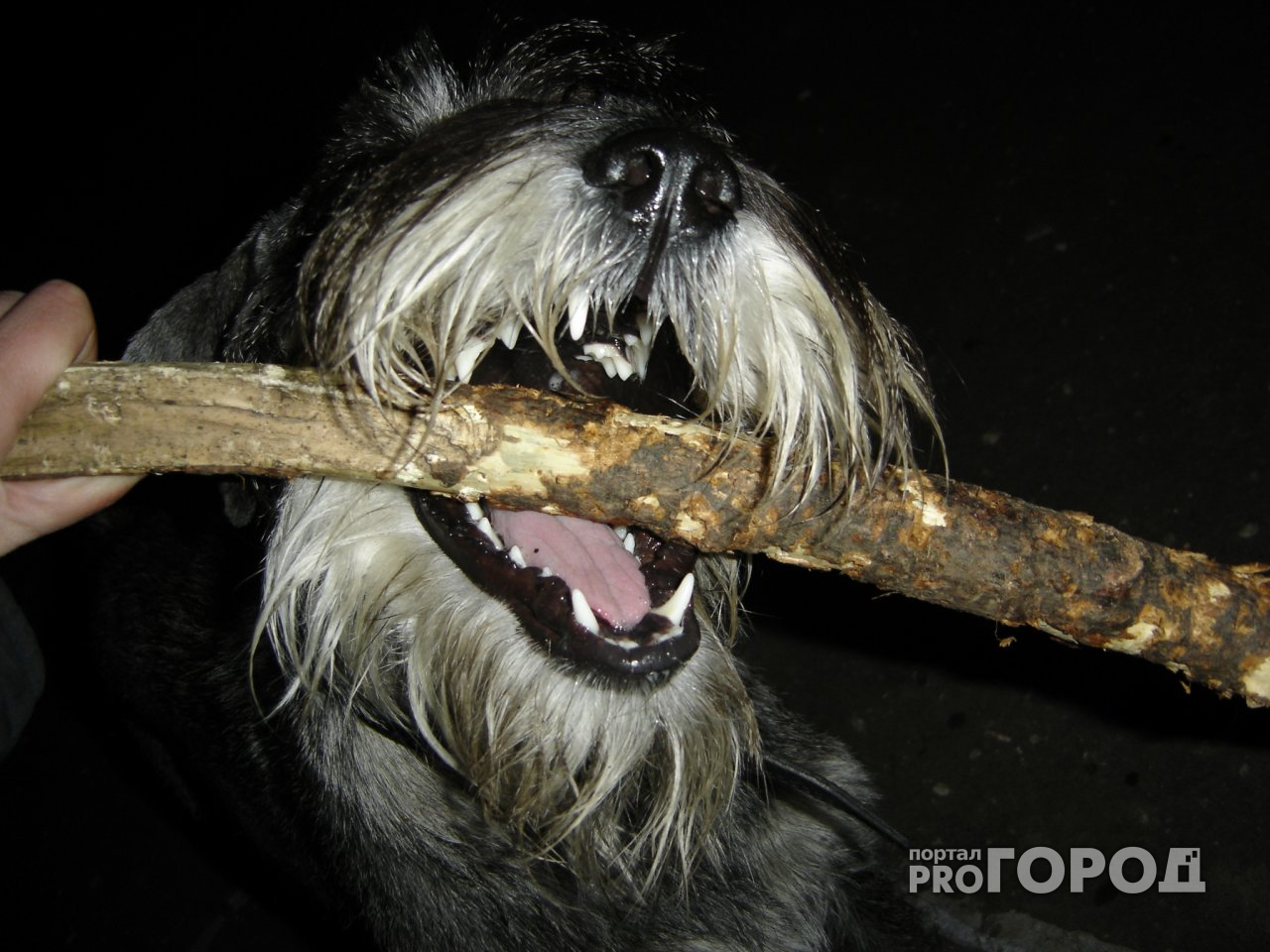 Сыктывкарцы платят за содержание одной бездомной собаки больше 5000 рублей