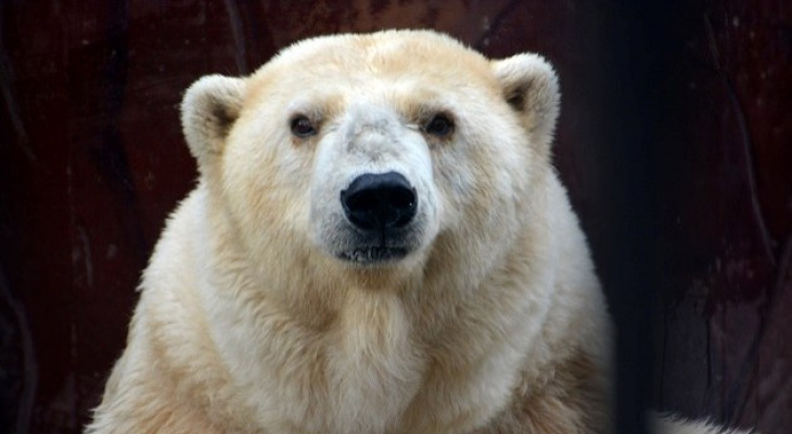 Новости России: умерла старейшая белая медведица в стране, а родители не стали спасать детей при пожаре