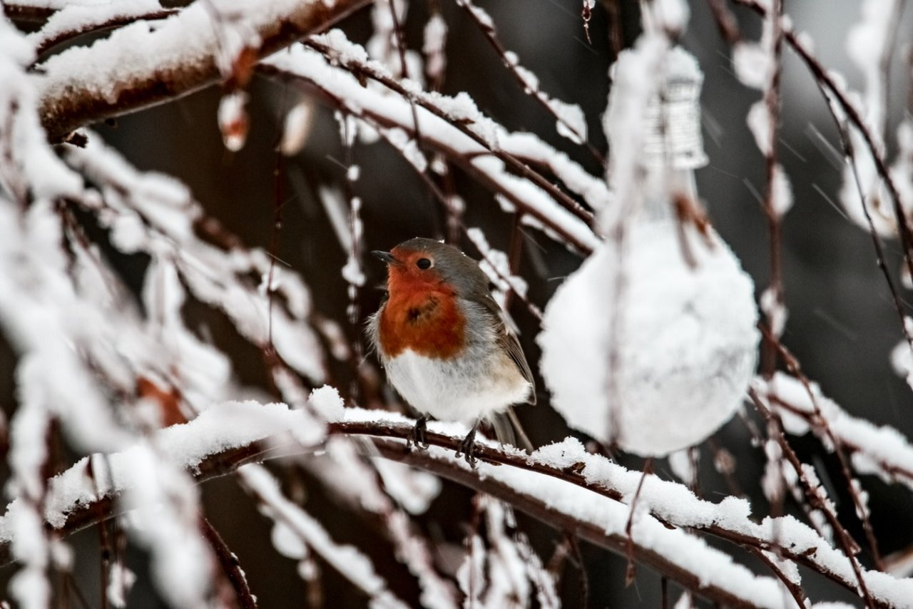 Погода в Сыктывкаре 27 февраля: морозная свежесть поутру поможет взбодриться