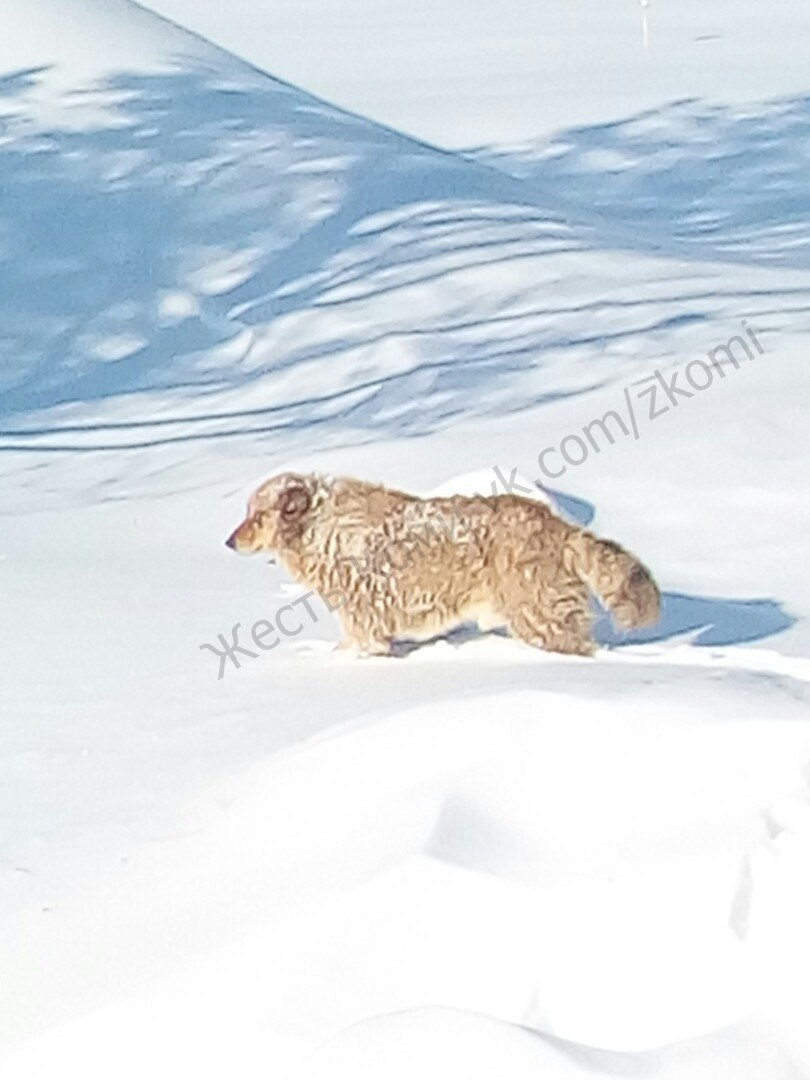 В Коми живодеры безжалостно кинули собаку в яму умирать на морозе (фото)