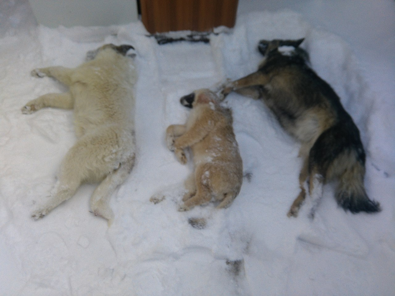 Зоозащитники Коми: «Мэрия города устроила массовое отравление собак» (фото строго 16+)