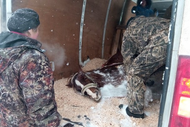 В Коми спасатели помогли беспомощной лошади, которая замерзала в снегу (фото)