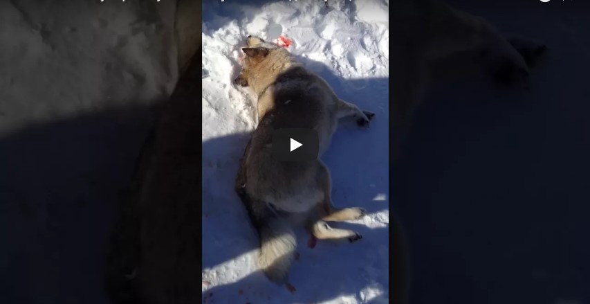 В Коми собаки умерли в ужасных муках из-за яда на улицах (видео строго 16+)
