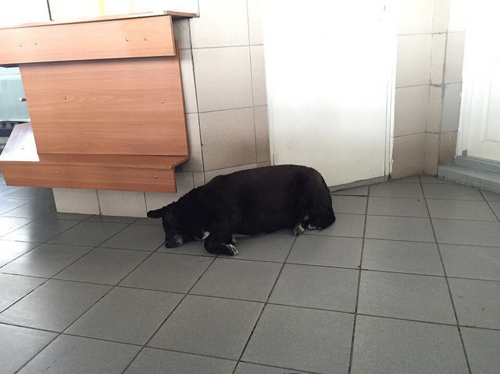 Хозяйка рассказала трогательную историю жизни собаки, которую называют Хатико из Коми