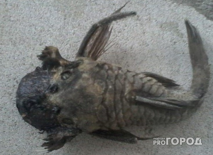 В Коми поймали неведомую чудо-рыбу с головой щенка (фото)