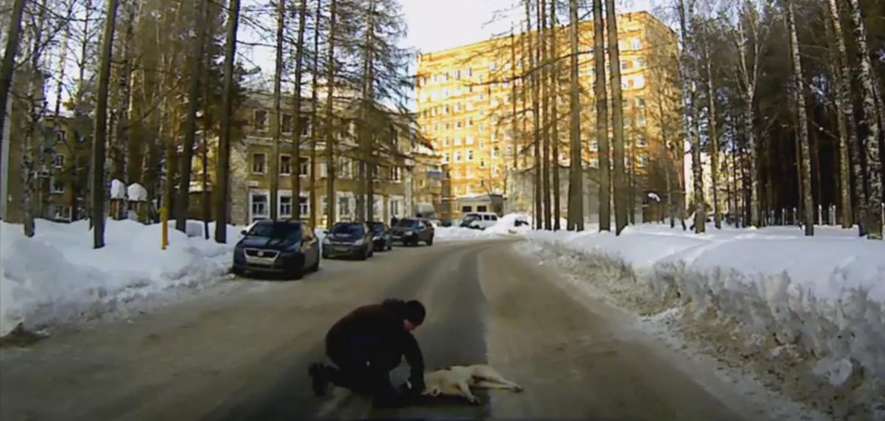 В Коми собака в муках умирала от отравления возле детского парка (видео)