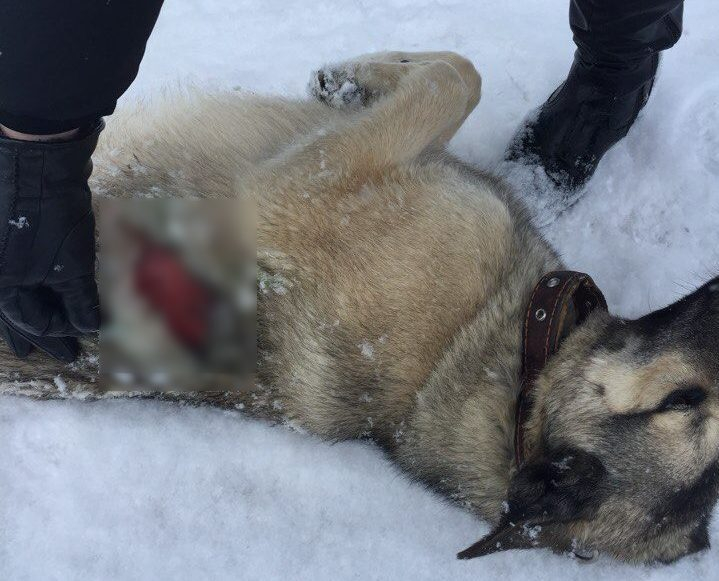Охота на собак: в Коми начали вырезать домашних псов