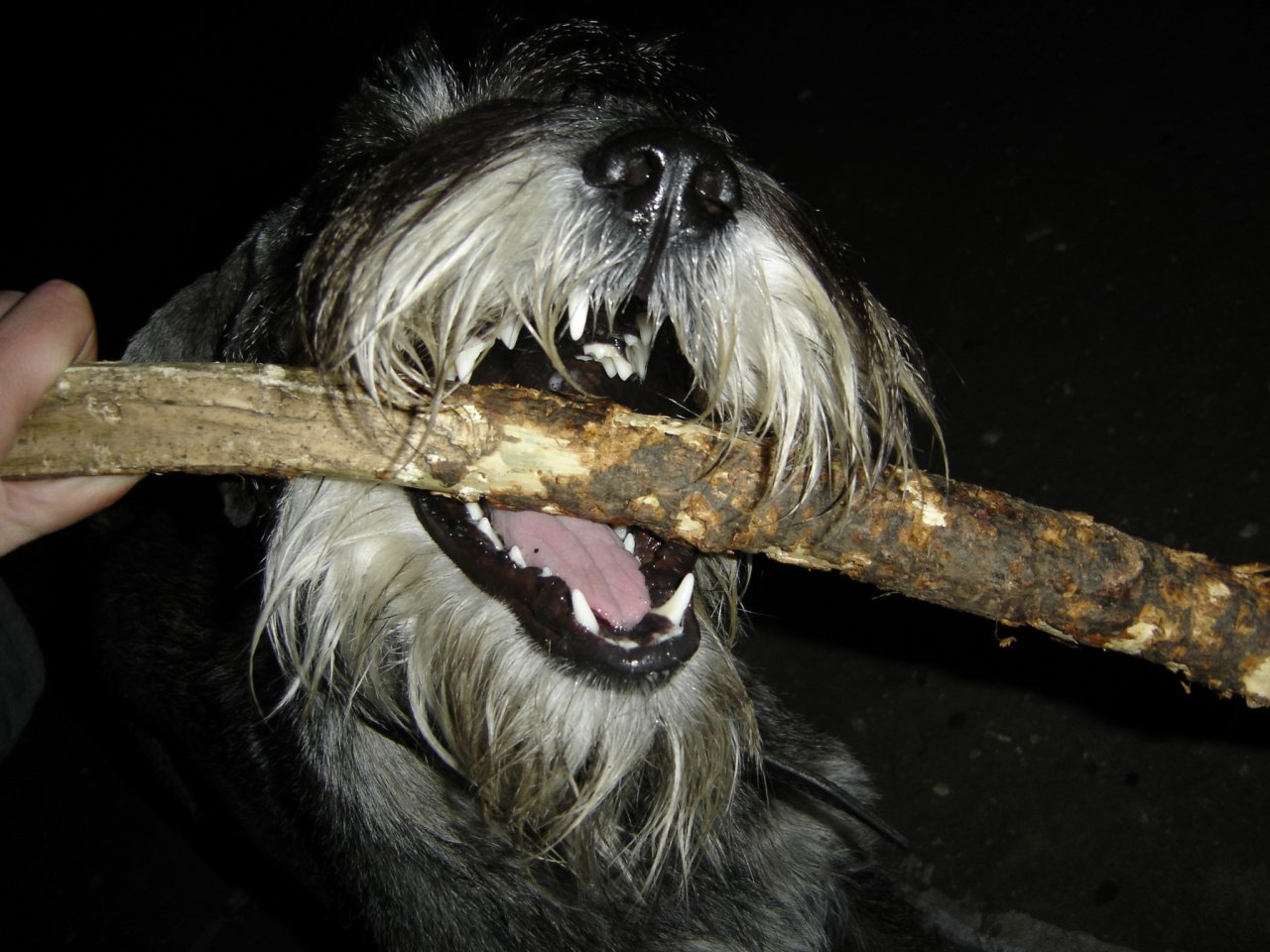 За год собаки покусали в Коми почти 3 тысячи человек