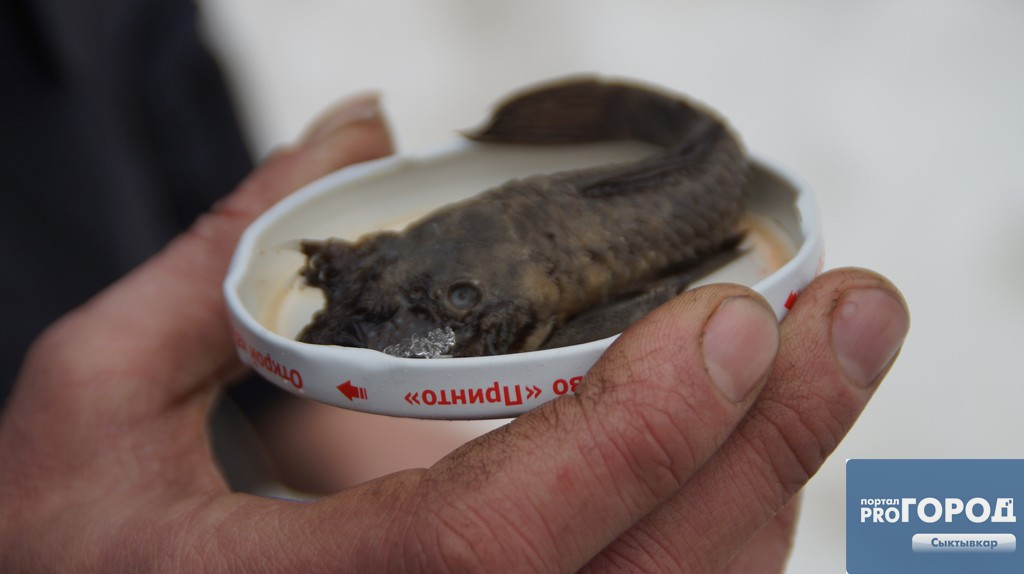 Ученым привезли на опознание чудо-рыбу с головой щенка, которую поймали в Коми (фото)