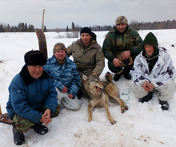 Жители Коми дали отпор волкам: охотники застрелили уже девятого хищника
