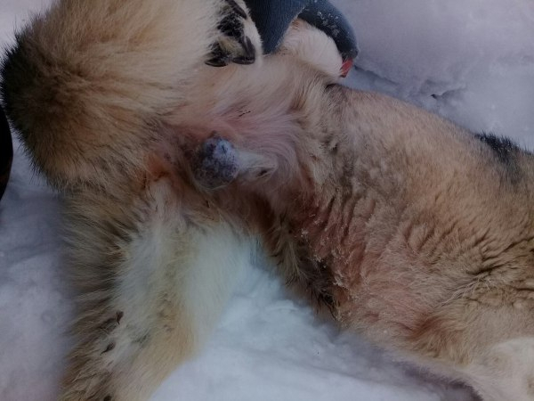В одном из городов Коми живодеры отрубают бездомным собакам лапы