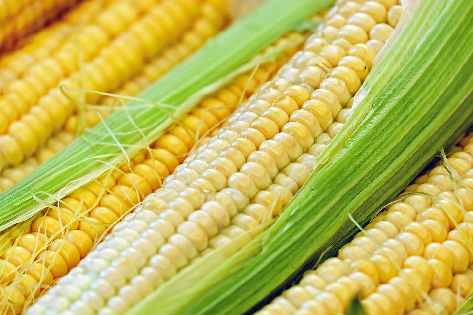 «Царица полей»: в Коми хозяйства выделят по 50 гектаров под кукурузу (видео)
