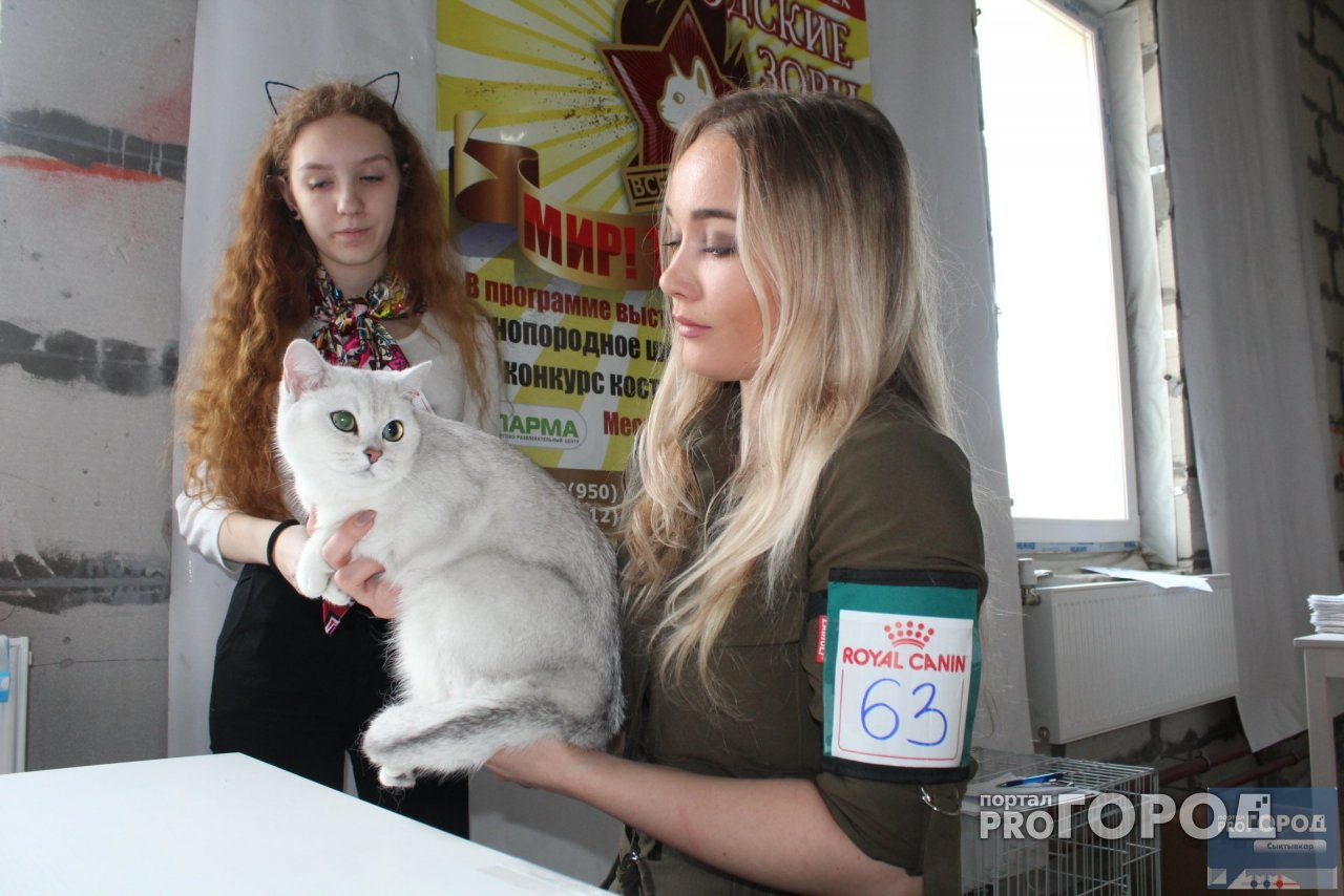 Коты с расцветкой леопарда и милыми глазами: в Сыктывкаре открылась выставка кошек (фото)
