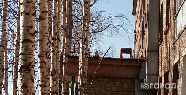 В Сыктывкаре маленькая девочка рисковала жизнью на высоте трех метров (фото)
