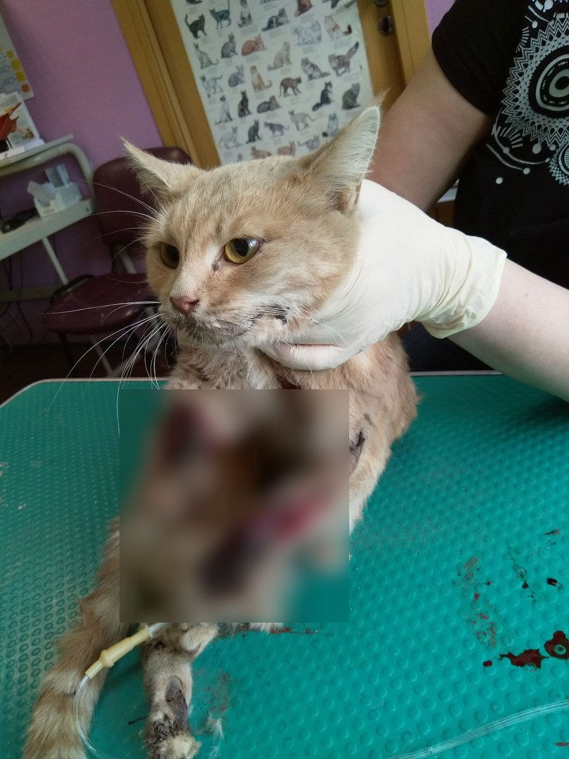 В Сыктывкаре живодеры привязали кошку к машине и протащили по асфальту (фото строго 16+)