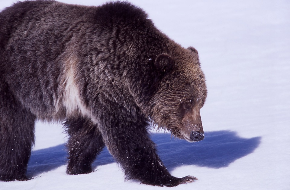 В Коми медведь зашел во двор к людям и разорвал их домашнего любимца