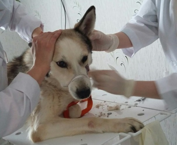 Жительнице Коми грозят судом за спасение собаки, которая гнила заживо
