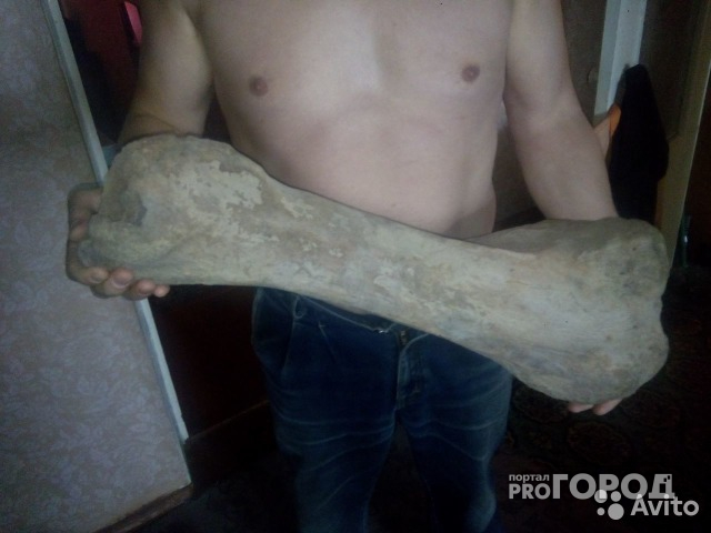 Житель Коми продает настоящую кость мамонта