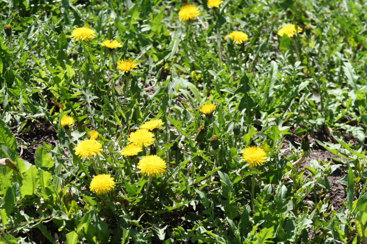 Погода в Сыктывкаре 22 мая: плюс 25 и ясно