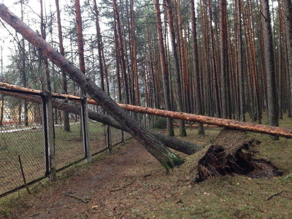 В Коми гроза повалила деревья в детском парке (фото, видео)