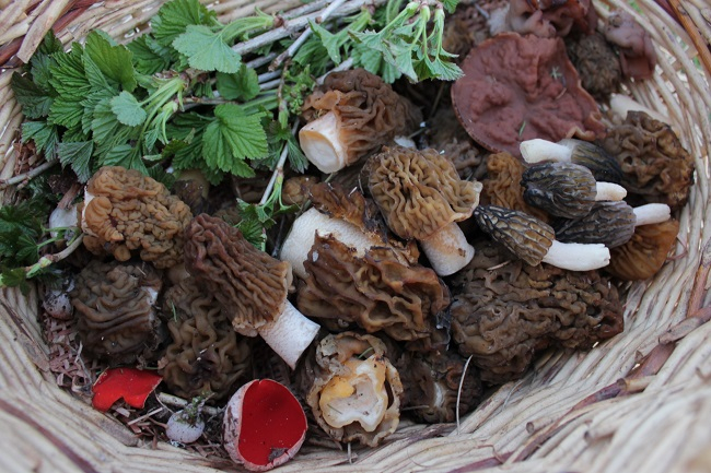 «Два ведра за два часа!»: сыктывкарцы начали собирать первые грибы