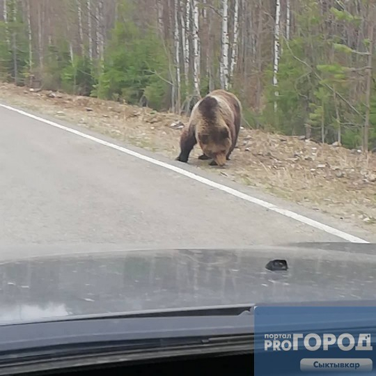 В Коми дикие медведи выходят к людям (фото, видео)