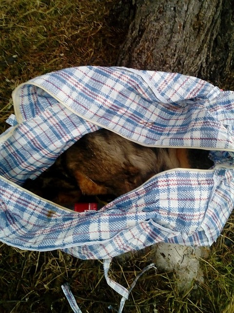 В Коми нашли сумку с мертвым породистым щенком (фото)