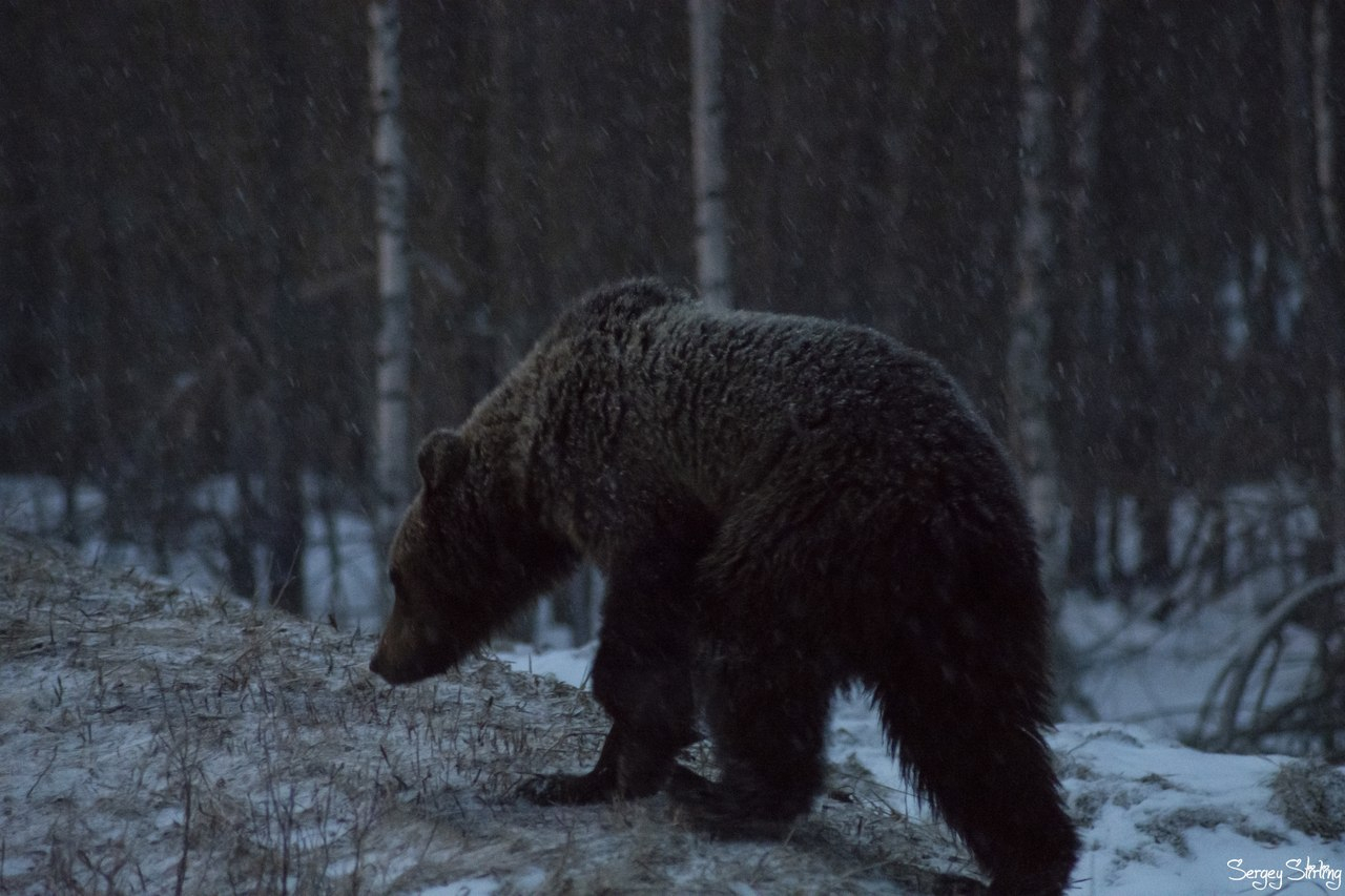 С риском для жизни: житель Коми устроил фотоохоту на медведя (фото, видео)