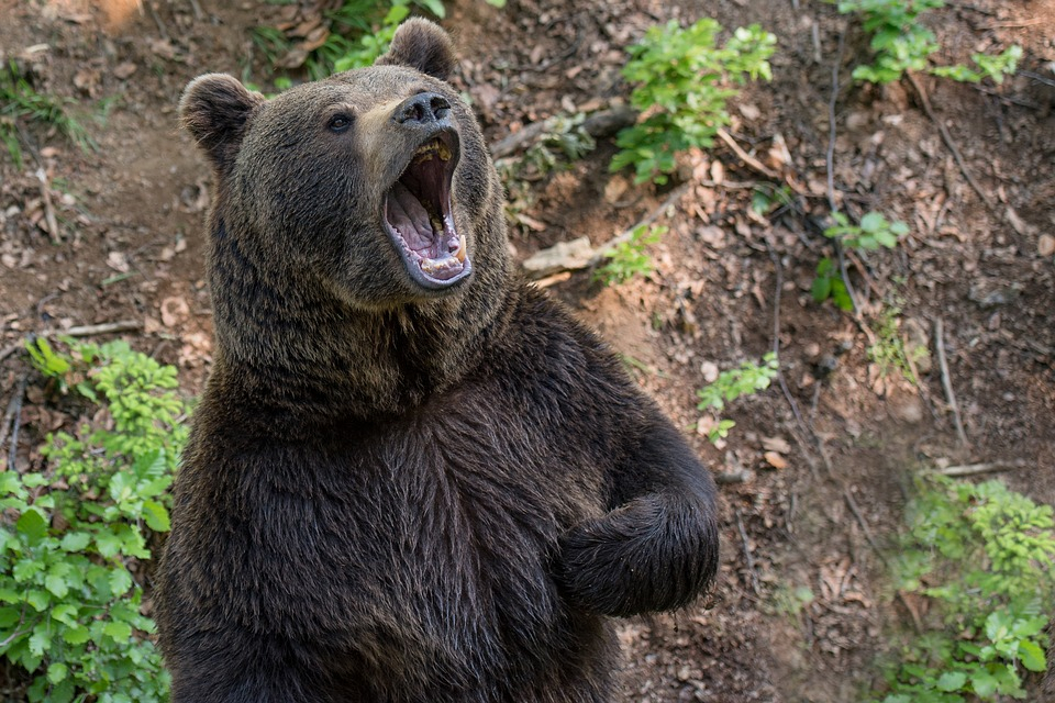 В Коми медведь разодрал мужчине лицо