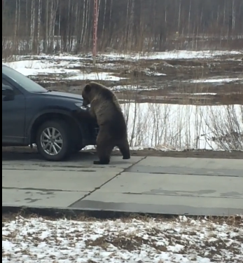Медведи держат в страхе целый город в Коми (фото, видео)
