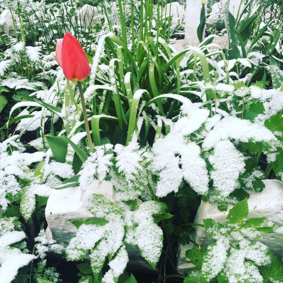 Снег в мае: синоптики рассказали, когда в Сыктывкар наконец придет тепло