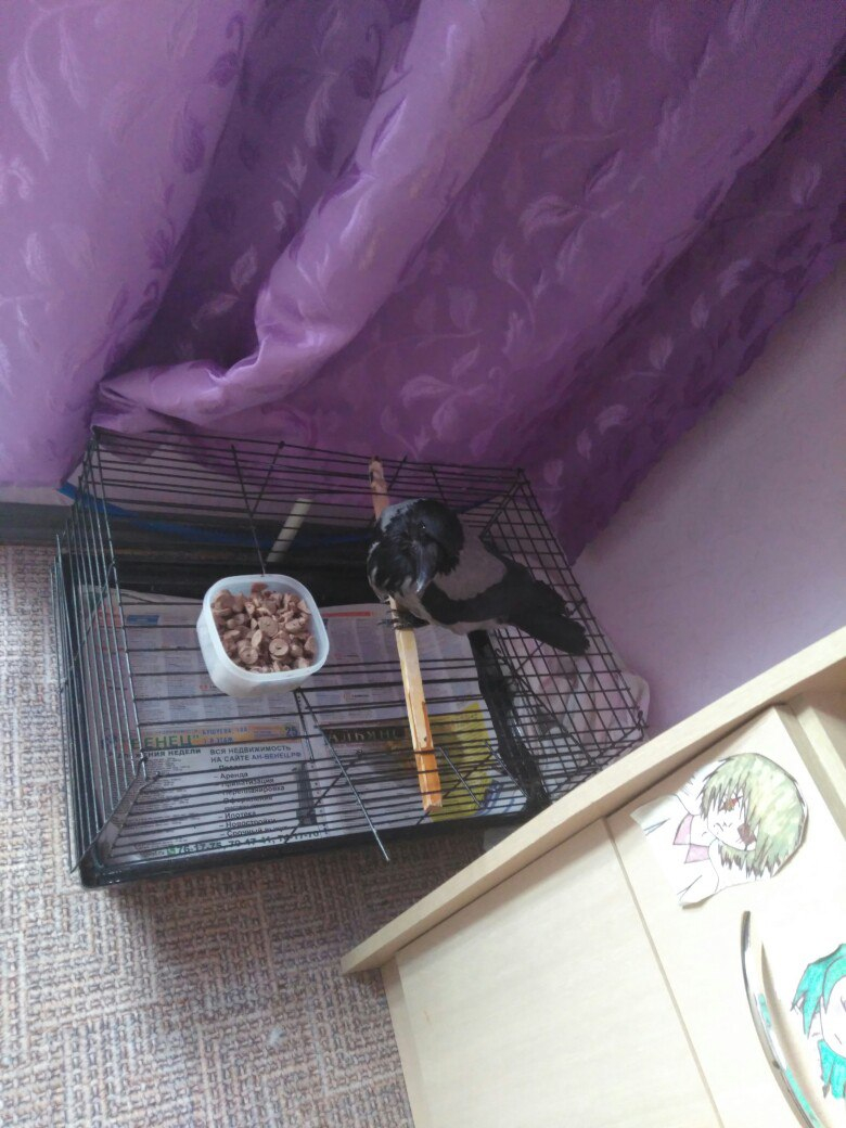 Сыктывкарка спасла от смерти ворону с выбитым глазом, которая умирала на дороге (фото)