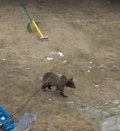В Коми медведь разгуливал по детской площадке (видео)