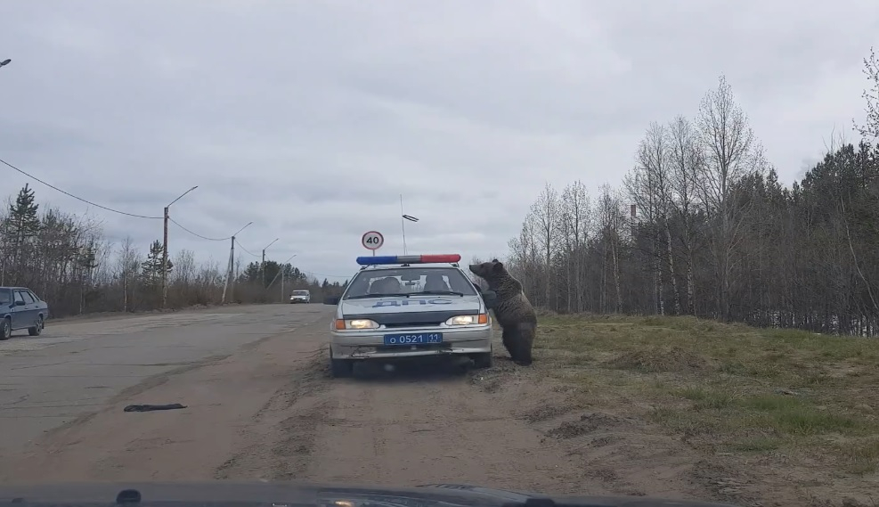 В Коми медведь ломился в автомобиль ДПС (видео)