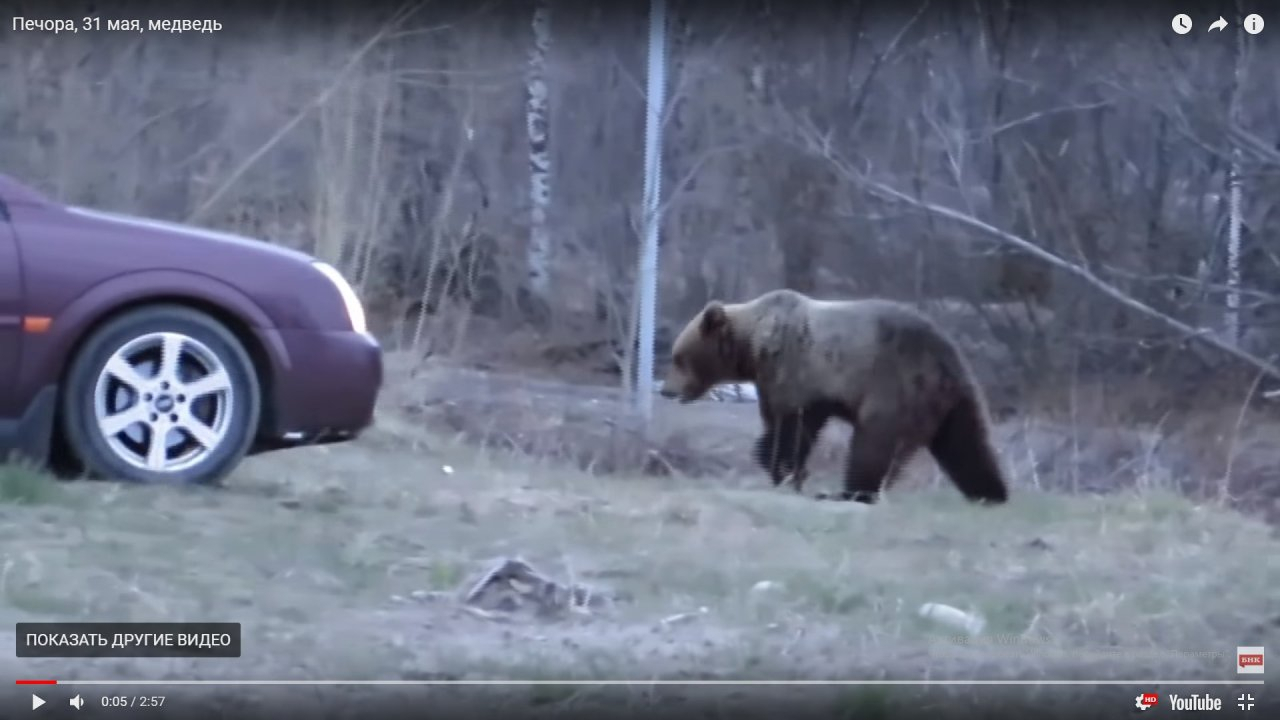 В Коми люди ездят на окраину города, чтобы покормить медведей и сделать с ними фото (видео)