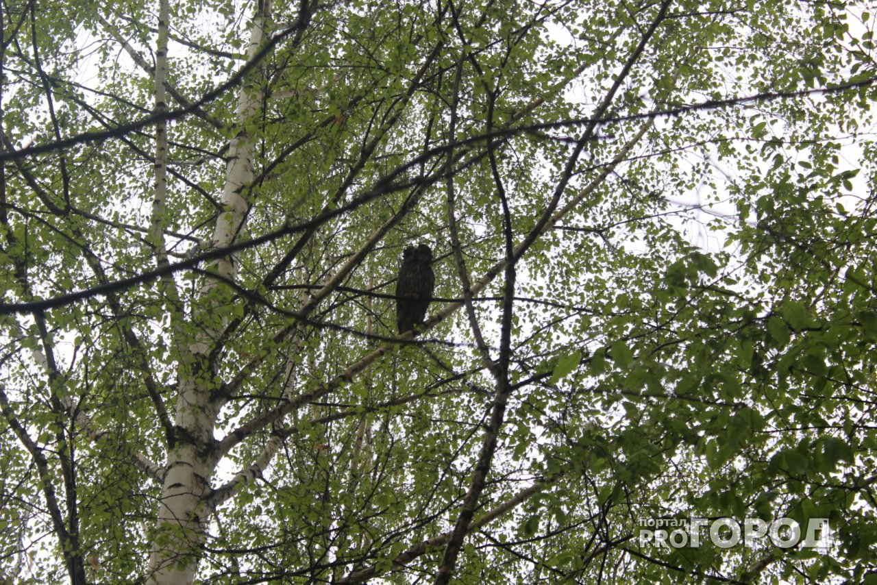 Во дворе жилого дома в Сыктывкаре очевидцы увидели огромную птицу (фото)