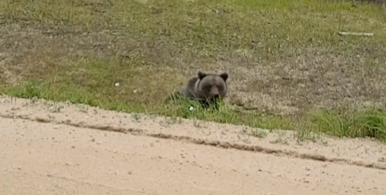 В Коми очевидец снял на видео, как медведь щиплет траву на обочине