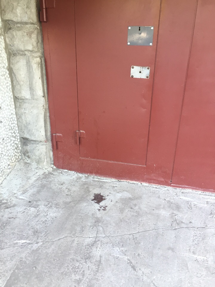 В Сыктывкаре живодеры разбили кошке голову об железную дверь (фото)