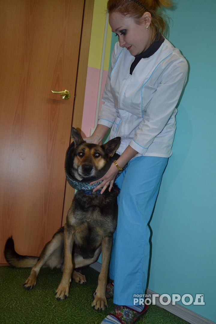 В Сыктывкаре сотрудники завода спасли раненую собаку от смерти