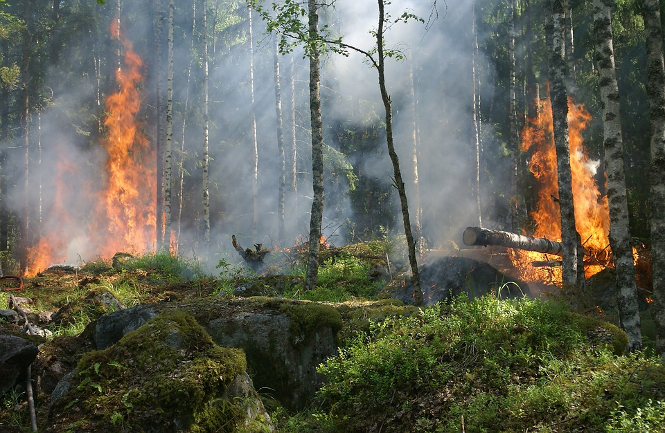 В Республике Коми пламя несколько часов уничтожало лес